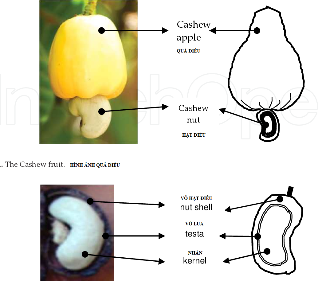 Hạt điều trông như thế nào