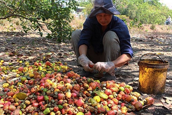 Harvesting process and factors affecting the quality of cashew harvest