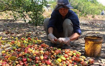 Harvesting process and factors affecting the quality of cashew harvest