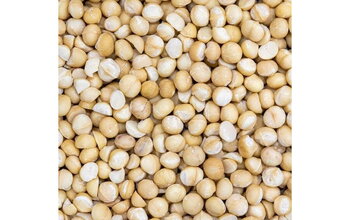 What Are the Prices of Australian Macadamia Nuts That Are Popular in the World?