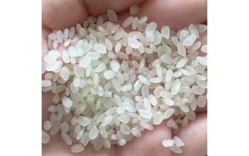 What Is Vietnamese Swarna Rice? Why Is It Famous in the World?