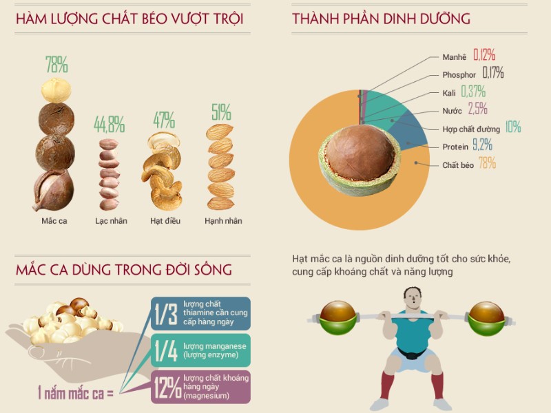 Giá trị dinh dưỡng của hạt macca đối với sức khỏe người dùng