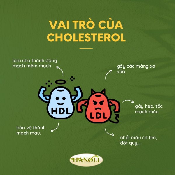 HDL Cholesterol là gì? Vai trò, lợi ích đối với người tập gym